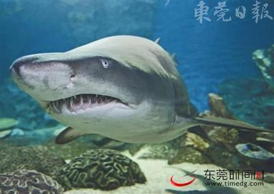 著名鬼屋探秘——海洋大道112号 香港海洋公园寻鲨探秘