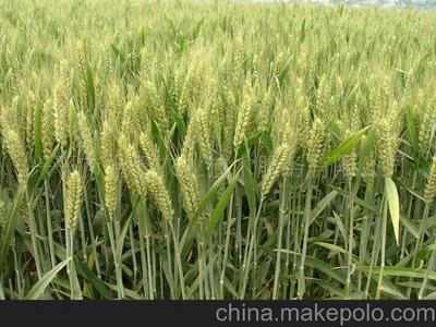 小麦田杂草及其相关除草剂的介绍 小麦田封闭除草剂