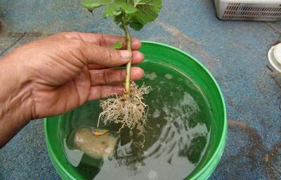 简易插枝繁殖法 天竺葵插枝的繁殖方法