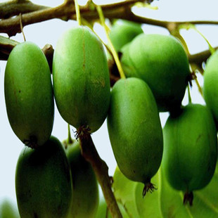 圆枣子——水果的“祖先” 像枣子一样的水果