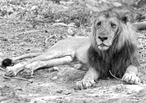 亚洲狮与非洲狮杂交失败 21狮子面临死亡 人工杂交老虎与狮子