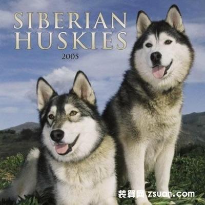 阿拉斯加雪橇犬和哈士奇的区别 哈士奇图片
