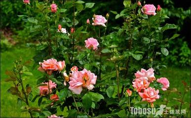 家庭如何养盆栽玫瑰花 盆栽玫瑰怎么种