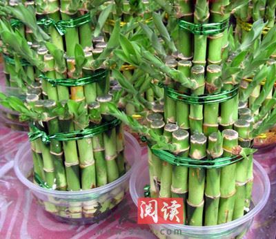 水养富贵竹养殖方法 精 富贵竹水养方法