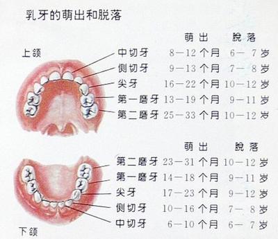 儿童换牙期的知识汇总(附换牙顺序图) 乳牙换牙顺序图