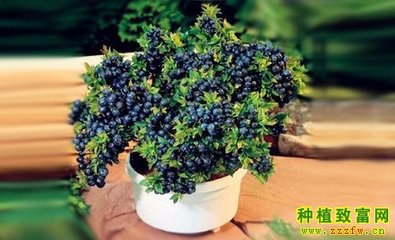 蓝莓种植方法 黑珍珠蓝莓的种植方法