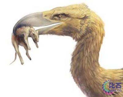 隆鸟、恐鸟——曾经的鸟类中的巨无霸（续） 冠恐鸟
