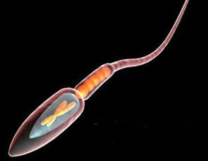 精子和卵子结合生成胎儿的全过程 精子多久和卵子结合