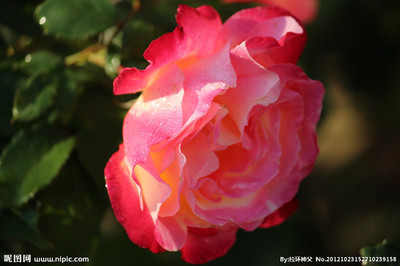 区分玫瑰花和月季的办法 玫瑰花是月季花吗