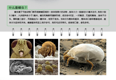 最好的除螨吸尘器是哪个品牌？ 除螨仪洗吸尘器哪个好