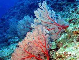 再也找不到这么全的珊瑚攻略了 丨 （内含50张顶级红珊瑚图） 红珊瑚市场价格