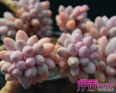 多肉植物婴儿手指怎么养 多肉婴儿手指怎么养肥