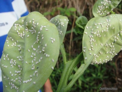 如何防治家庭花卉上的蚜虫 蔬菜蚜虫的防治方法