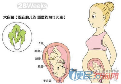怀孕28周症状及注意事项 孕妇28周注意事项