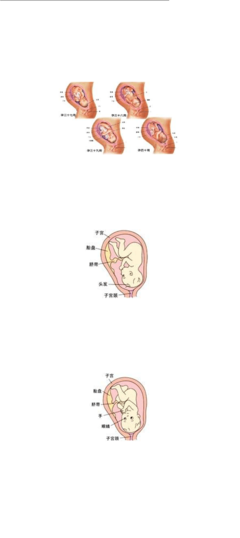 胎儿发育过程图 怀孕1一9月腹部变化图