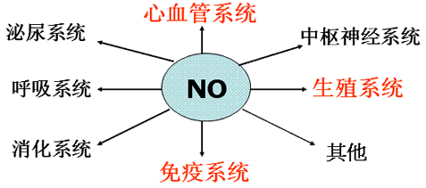 一氧化氮养生法 什么食物有一氧化氮