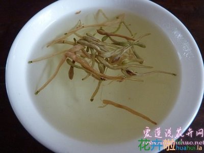 金银花泡水喝的功效与作用 鱼腥草的功效与禁忌