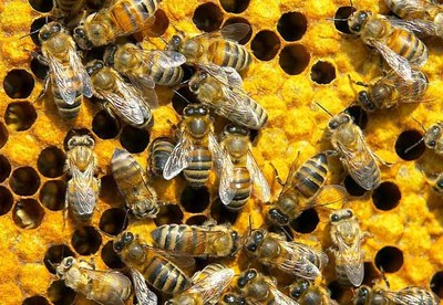 蜜蜂的生活习性