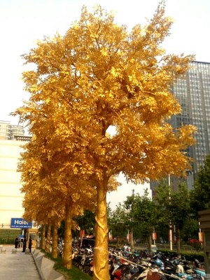 黄金树  图片 街头惊现黄金树