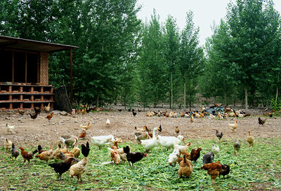 土鸡养殖前景 养一百只土鸡利润多少