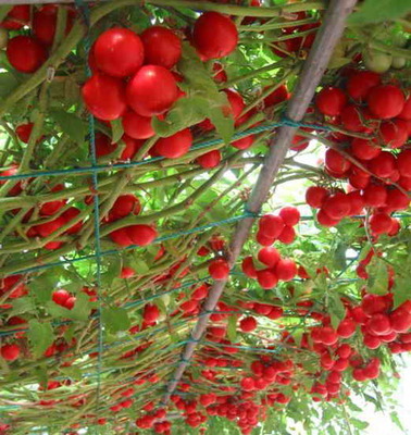 番茄树 番茄种子大全