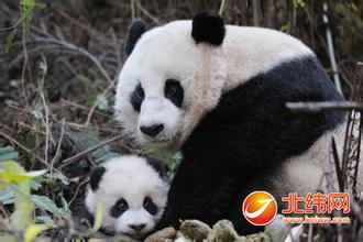  大熊猫 实战性的中国培训行业，就如同大熊猫似的稀罕！