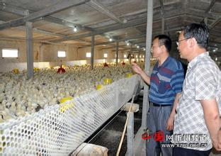  肉鸡养殖加温锅炉 农民创业养殖肉鸡提高四率好赚钱