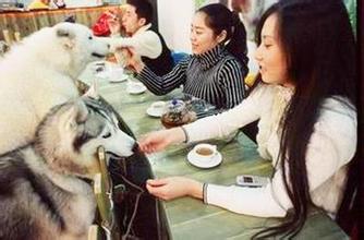  上海宠物餐厅 刘晓梅打宠物主意开宠物餐厅