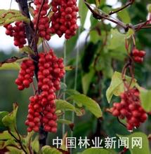 《27%的获利奇迹:绿色产业的致富真相》第三章