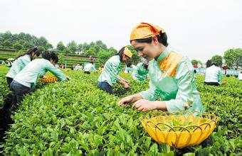  80后消费观 80后成网上绿茶最大消费群