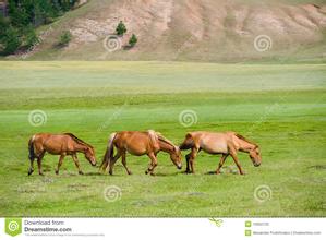  要想马儿跑得快 项青松：不让马吃草 却让马儿跑