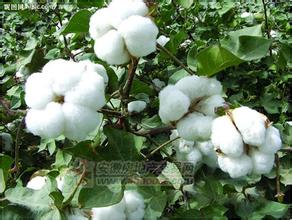  斯坦福大学棉花糖实验 卢怀玉大学种棉花“种”出2.2亿