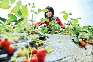  青浦摘草莓 从金茂大厦的时尚白领到青浦乡间的“草莓姑娘