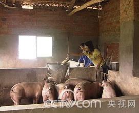  重庆辣妹彭晓燕 养猪创业三年收入上百万