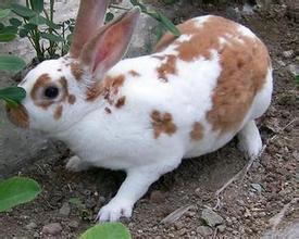  长毛兔养殖 养殖彩色长毛兔有钱途