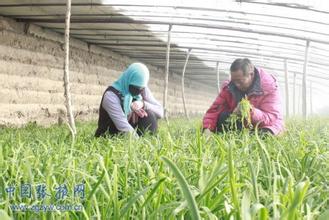  致富金点子：建家庭特菜种植园