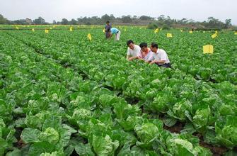  有机蔬菜创业计划书 农村创业计划书之蔬菜种植