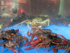  虾蟹养殖发展概况 淡水虾蟹养殖问题和对策