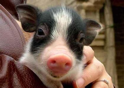  泰剧一年生第十六集 养群小香猪 一年可赚十六万