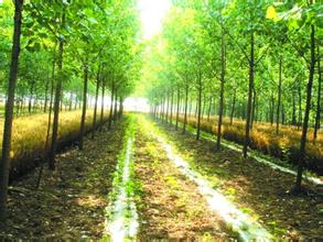  《中国大趋势》支柱之三：规划森林，让树木自由生长之框框太紧的