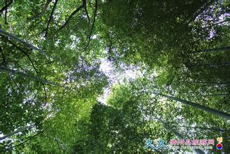  《中国大趋势》支柱之三：规划森林，让树木自由生长之重塑价值观