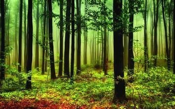  《中国大趋势》支柱之三：规划森林，让树木自由生长之规则的舒适