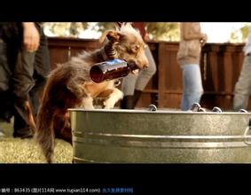 百威啤酒广告歌曲2014 百威啤酒广告中的动物意义