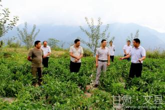  小山村走出的神医 山村走出的“蔬菜经纪人”