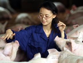  女大学生：养猪开出集团公司