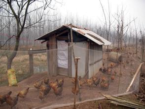  大学生农村创业 大学生回农村办养鸡场的创业故事