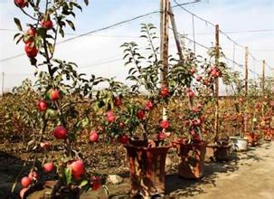  盆栽苹果树技术 农民种植1米高盆栽苹果树集市上卖4万元