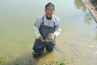  甲鱼的做法大全 浙江农民养甲鱼年挣1.2亿 曾一次性损失1800万