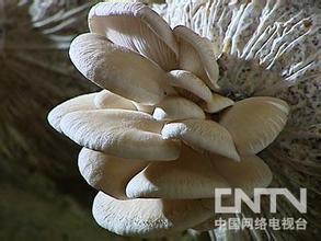  蘑菇财富 小蘑菇里面的财富秘密