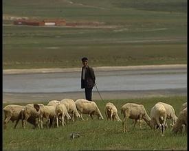  羊出栏时间 一年出栏五批羊